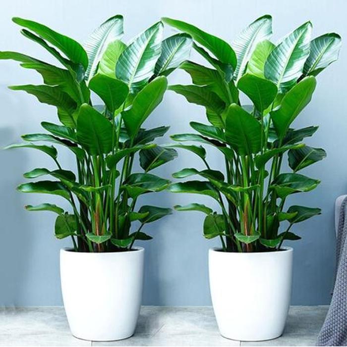 桂圆的种植方法:培育鲜美果实的关键步骤