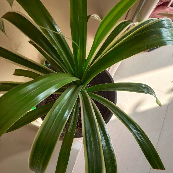 文竹枝条扦插技术:详解繁殖要点与技巧