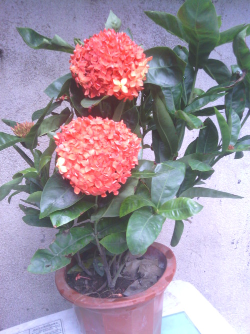 散尾葵的养殖方法和注意事项