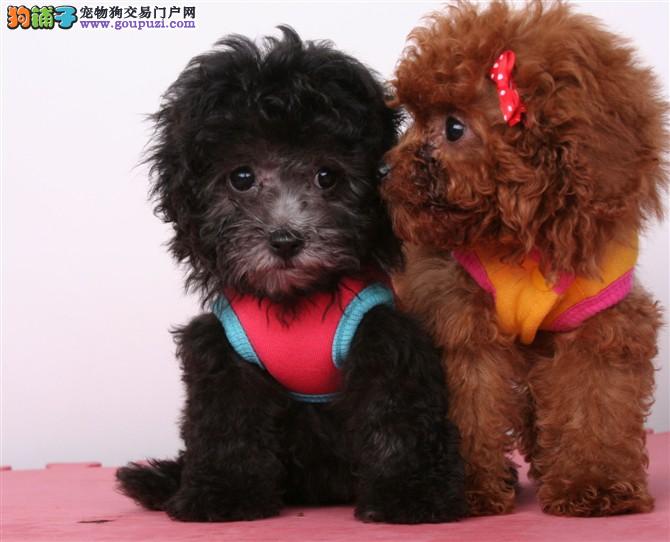 狗狗体内驱虫药多少钱:揭秘宠物健康的小秘密